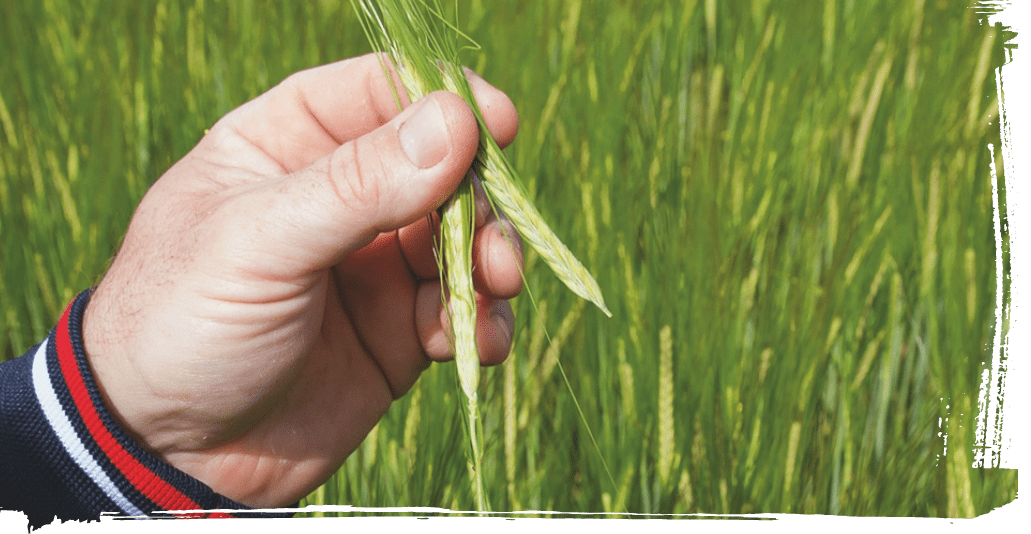 Birra è ricerca della qualità e progettazione