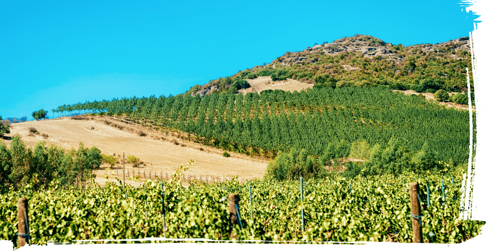 Il programma di Sviluppo Rurale