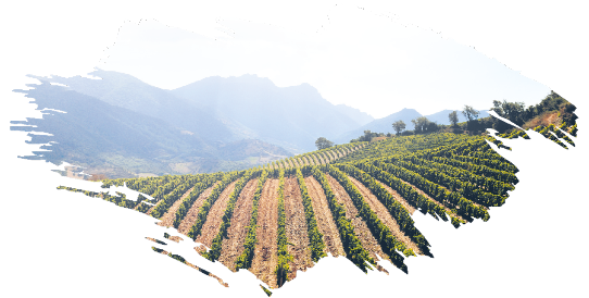 Un vino, una famiglia