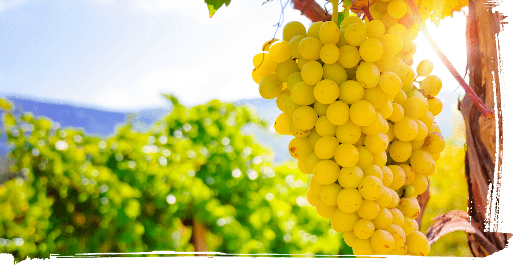 Le prospettive future della Politica Agricola Comune 2023-2027