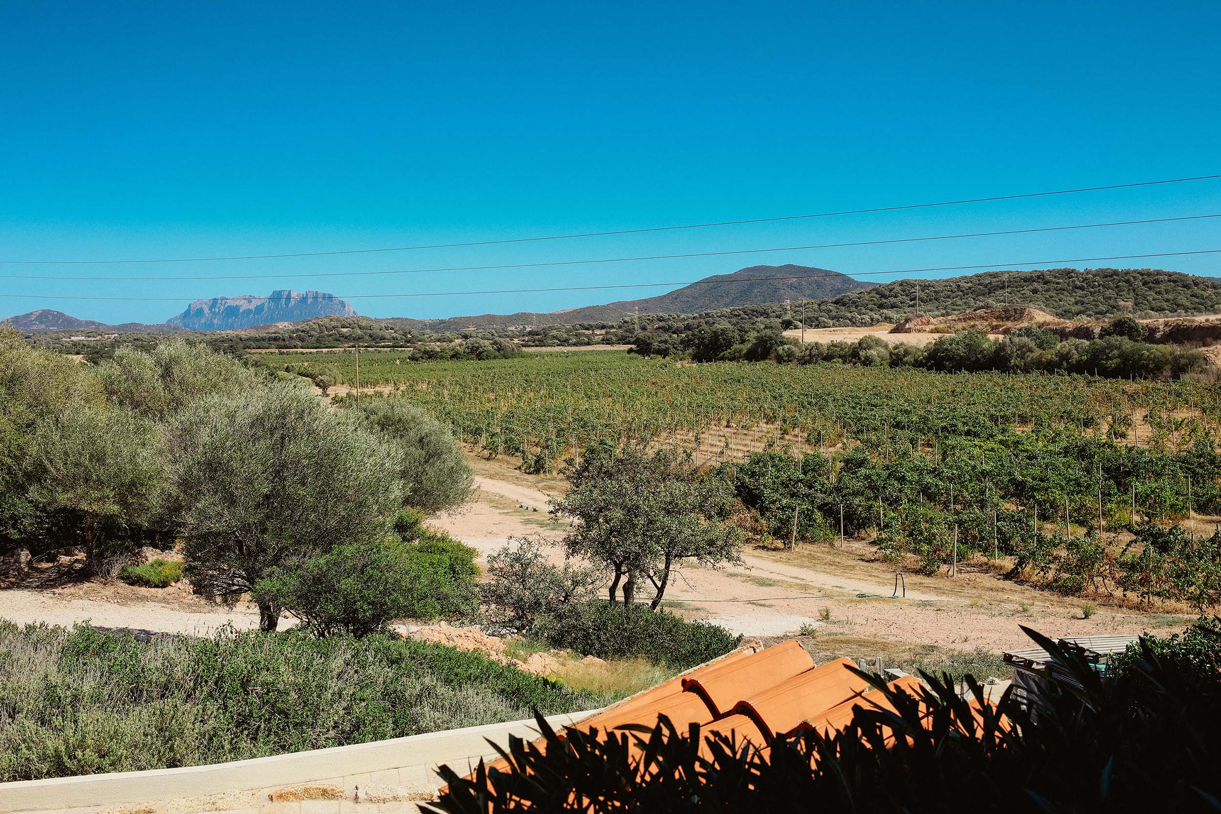 Azienda agricola “Tenute Olbios”