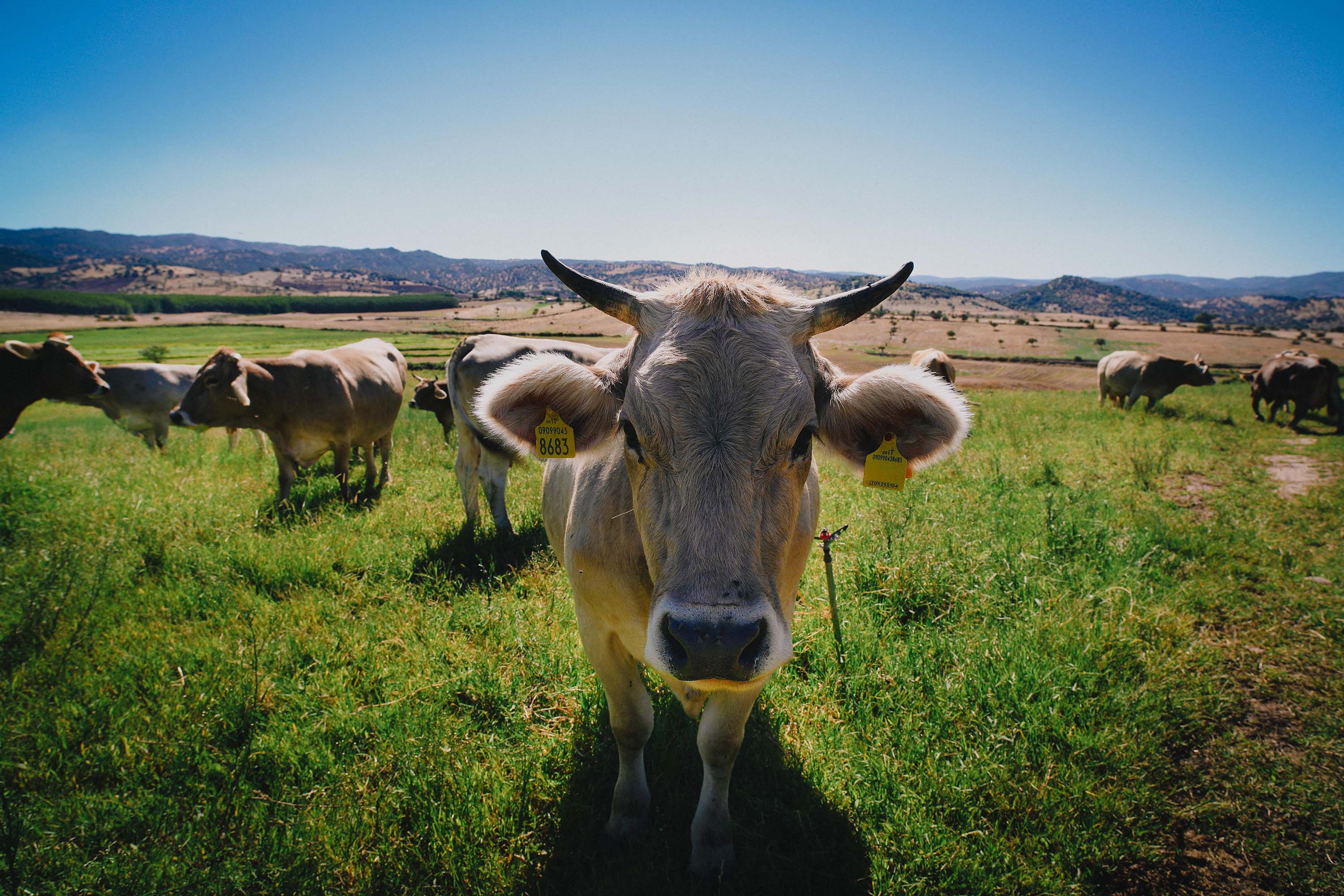 Azienda agricola “Cabigliera&Zidda”