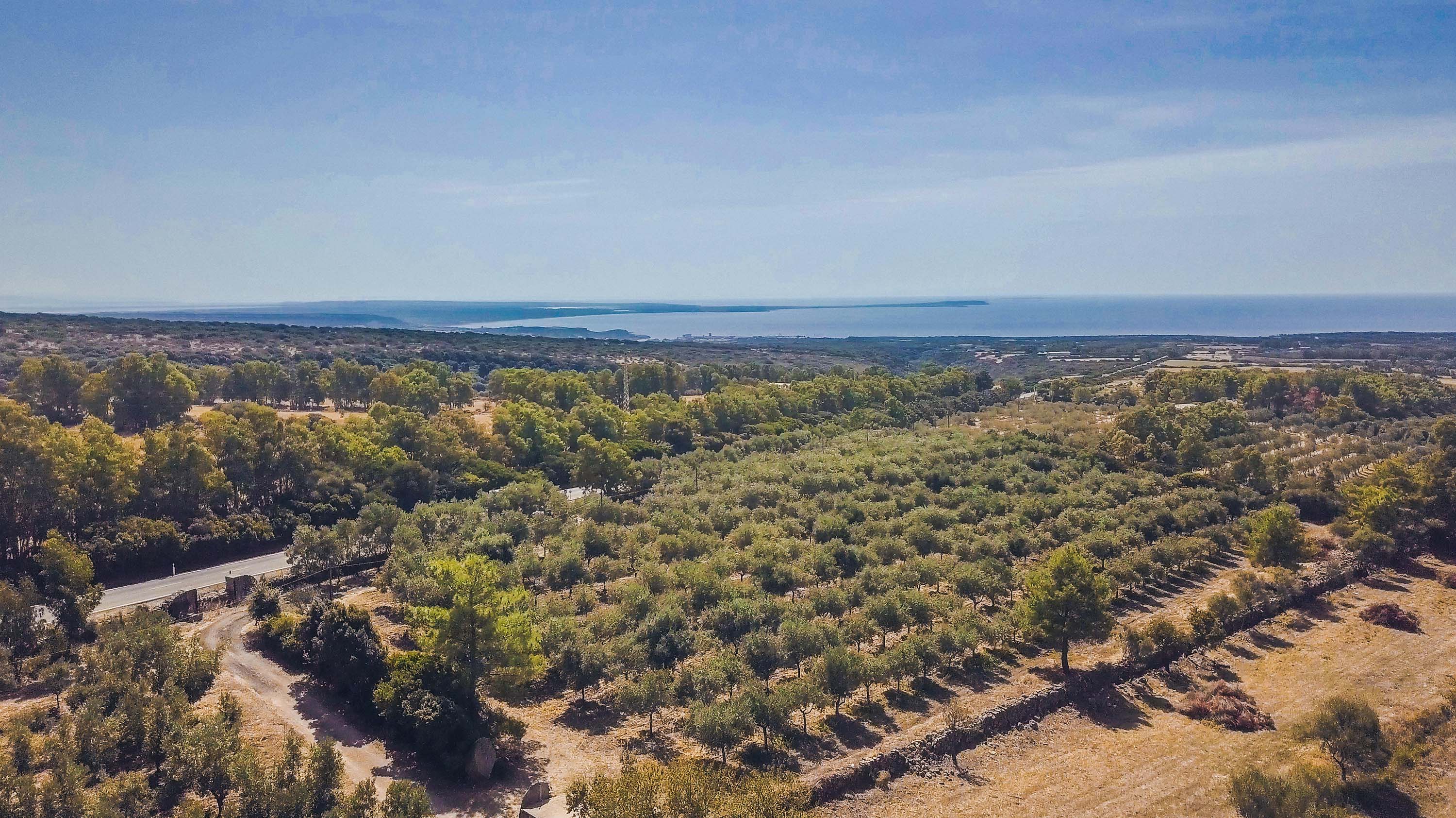 Azienda agricola “Olearia Peddio”