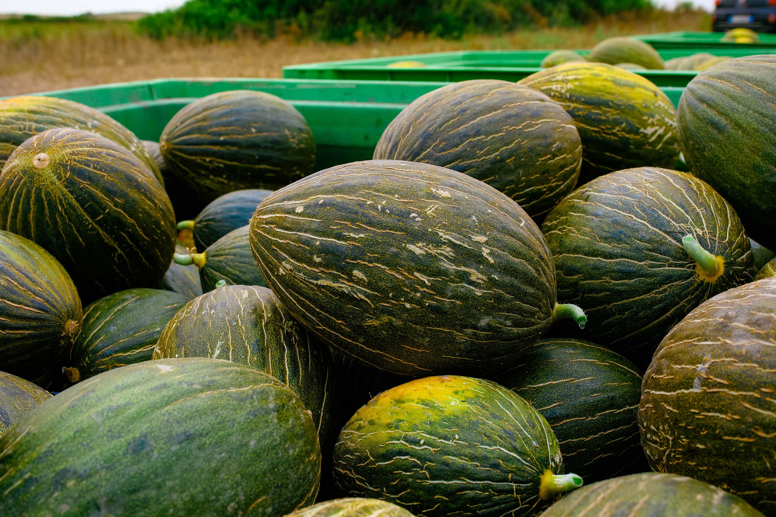 Azienda agricola “Sa Marigosa”