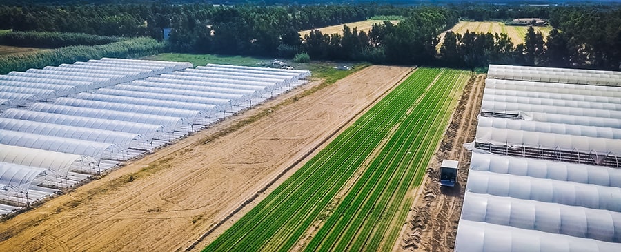 Azienda agricola “Cooperativa produttori Arborea”