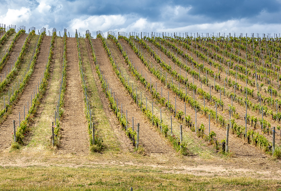 CSR Sardegna 2023-2027: al via i finanziamenti per gli investimenti produttivi agricoli